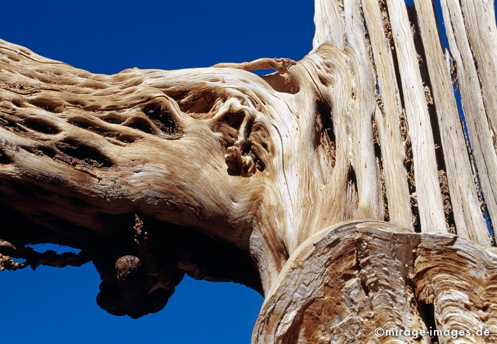 Kaktus
Valley of Fire

