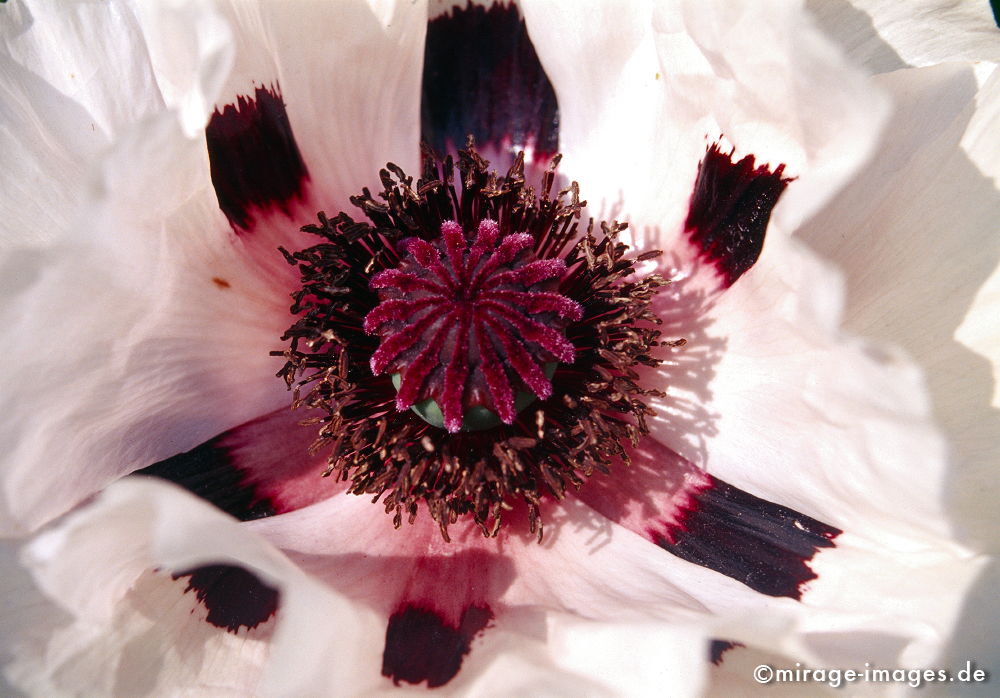 Mohnblüte
