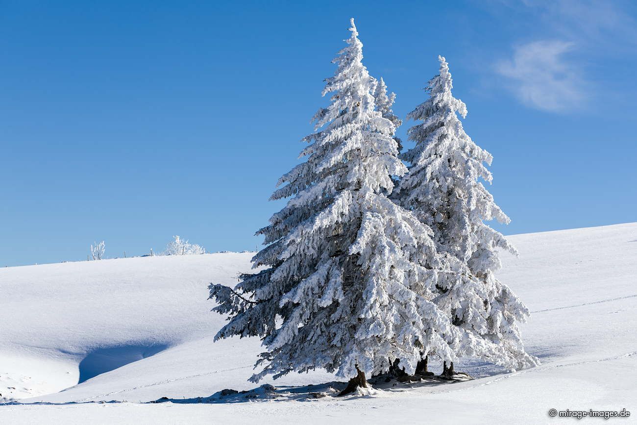 Christmas trees
Creux du Van
Schlüsselwörter: winter1