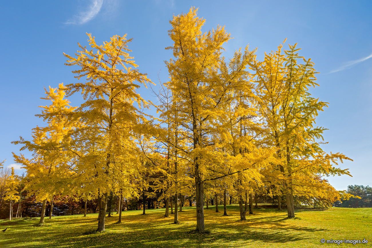 Gingko trees
Lac Lemn
Schlüsselwörter: autumn1