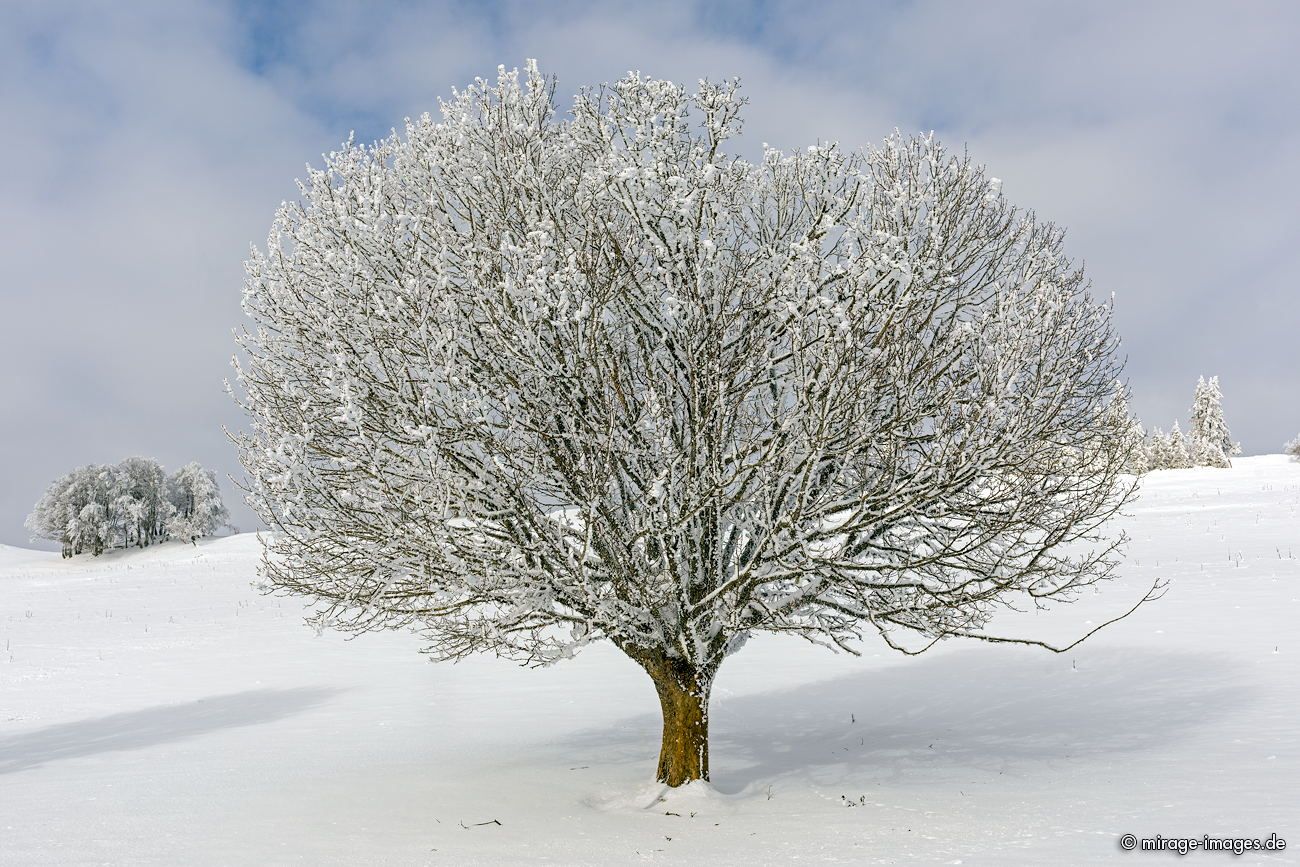 Tree full of snow
La Chaux-de-fonds
Schlüsselwörter: winter1