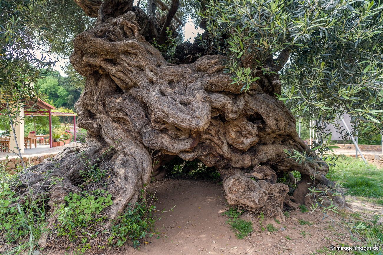 Oldest Olive tree
Kreta
