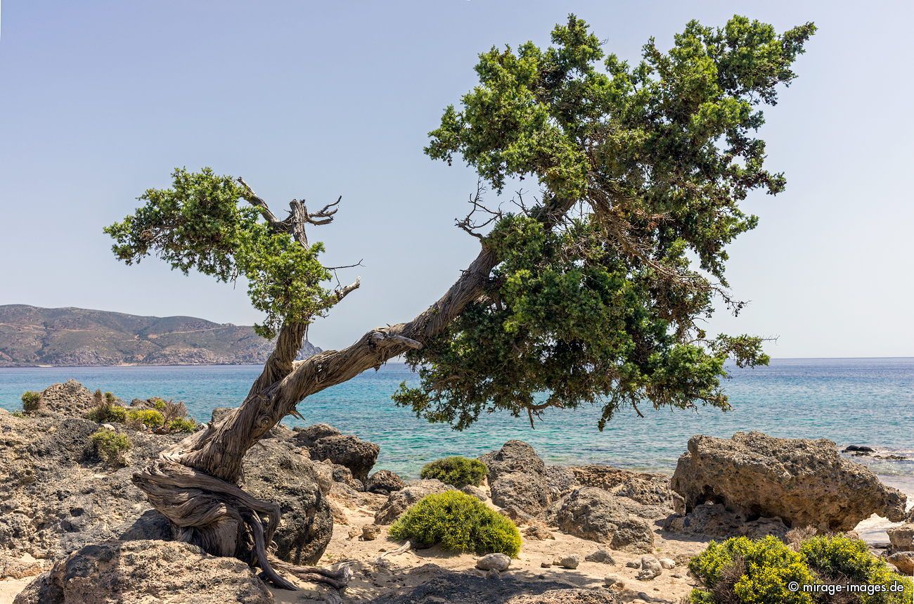 Tree tousled by th wind
Elafonisi
