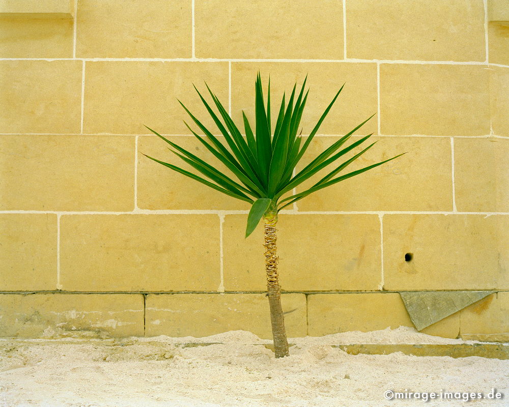 Palm
Gozo
Schlüsselwörter: plants1