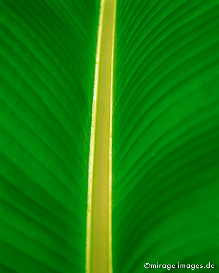Banana leaf
Pai
Schlüsselwörter: grün, Blatt gross, farbig, symmetrisch, perfekt, eben, leuchtend, gelb, Durchsicht, Südost Asien, Tourismus, Reise, Fernreise, reisen, Urlaub, Ferien, Touristenattraktion, Reiseziel, Kultur, Tropen,