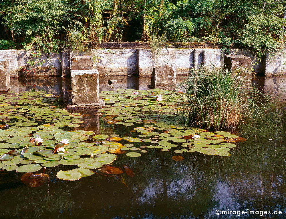 Seerosenteich
Landschaftspark Duisburg 
Schlüsselwörter: Kunst, Industriekultur, IBA, Strukturwandel, Ruhrgebiet, Bergbau, Montanindustrie, Nordrhein Westfalen, Energie, Stahl, Landschaft, Schwerindustrie, Errinnerung,