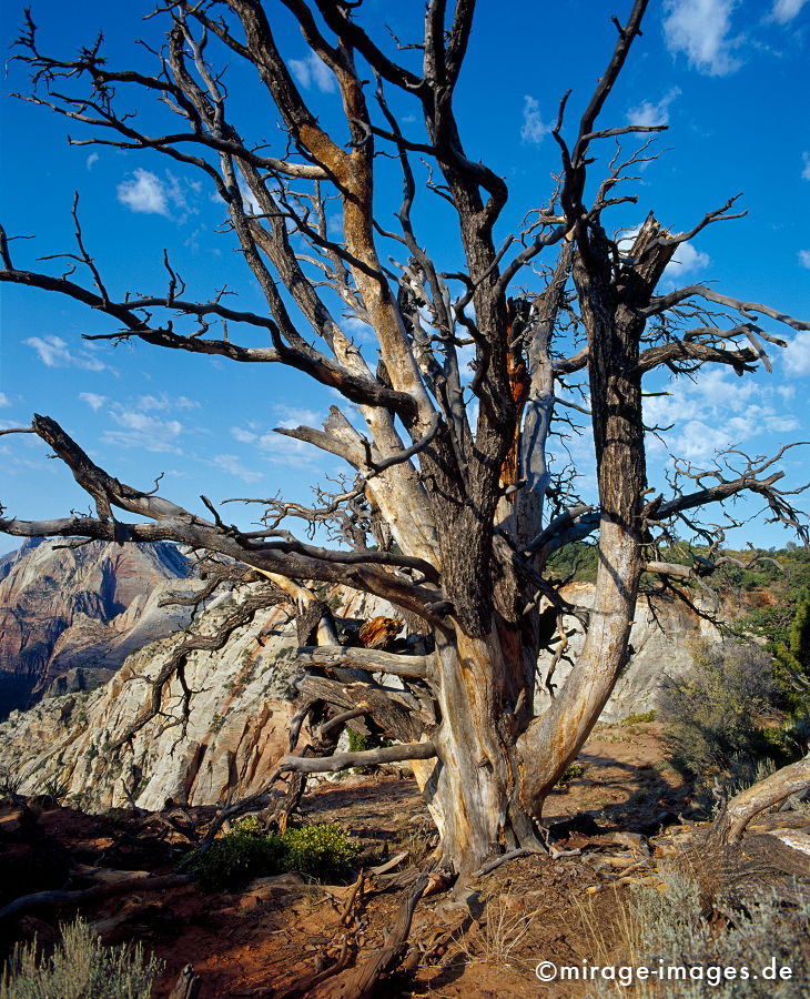 Toter Baum
Angels Landing Zion National Park
Schlüsselwörter: trees1, Meditation, meditativ, ocker, zerfurcht, Felsen, Stein, Wind, Erosin, Skulptur, abstrakt, Kunst, Trockenheit, Entspannung, entspannen, Erdgeschichte, Naturwunder, Ruhe, Stille, Einsamkeit, nachdenklich, nachdenken, Tiefe, Sandstein, Holz, Himmel,