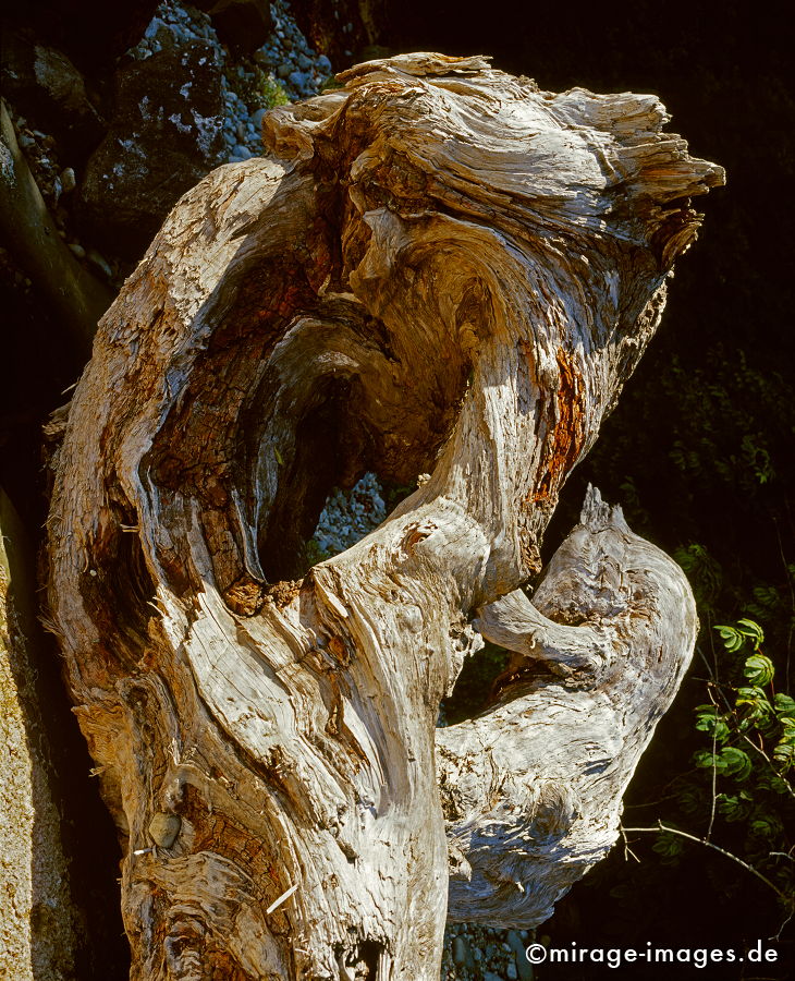 Mother and Child
Westcoast Trail Vancouver Island
Schlüsselwörter: beschützen, Katze, Schutz, Mutter, Kind, Skulptur, Reise, travel, Holz, Wurzel, Pferd, Tier, rauh, Pferdekopf,