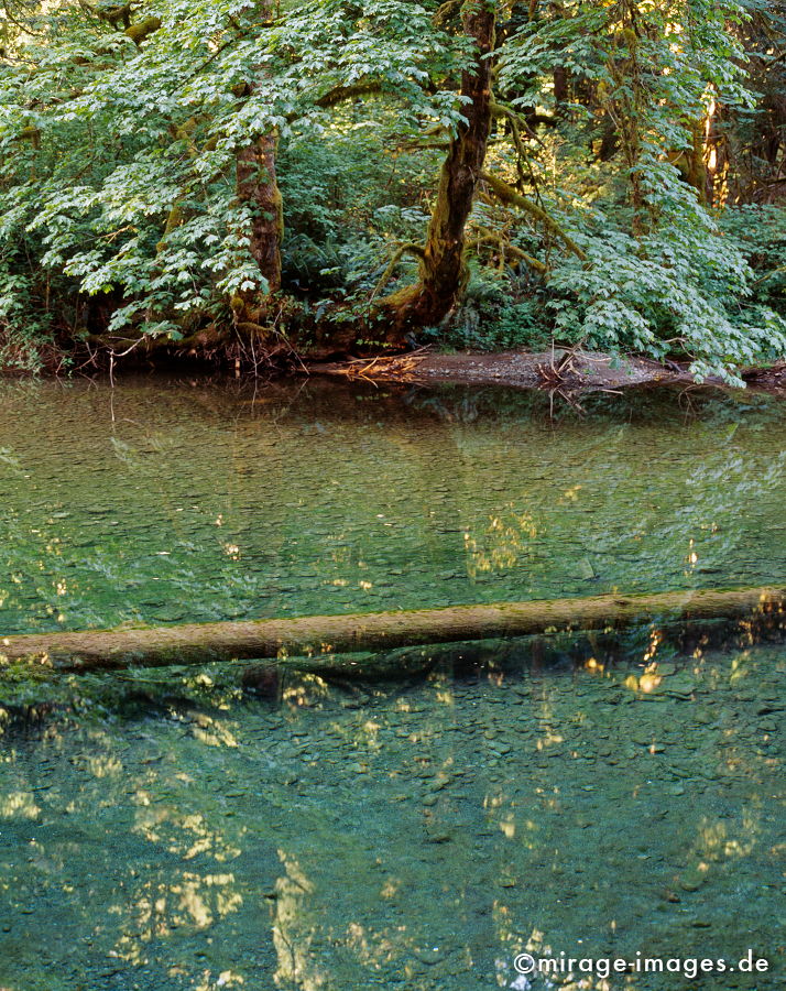 Cathedral Groove
Vancouver Island
Schlüsselwörter: grün, Wald, Regenwald, Fluss, Wasser, fliessen, flowing, Ruhe, Nature, Stein, Reise, Holz, Stille, feucht, Ökologie, Baum,