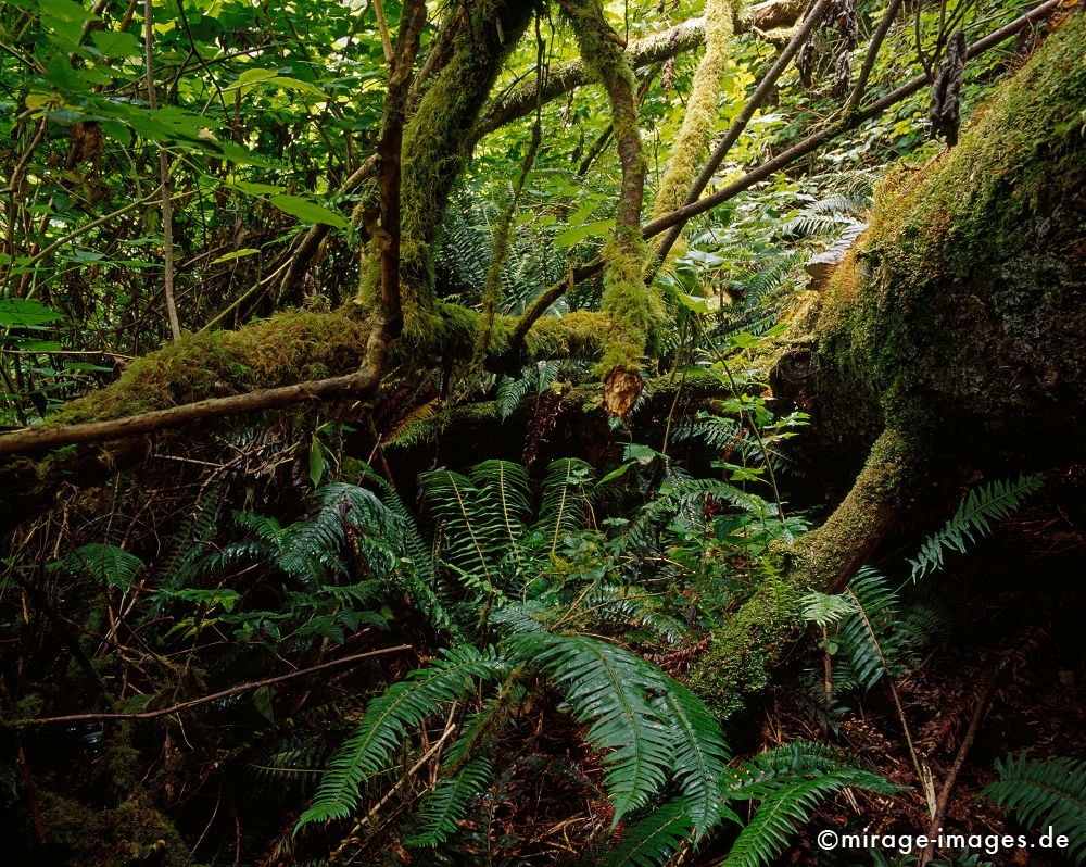 Rainforest
Haynes Island Vancouver
Schlüsselwörter: Regenwald, kalt, grün, weich, Reise, Tourismus, Stille, Wasser, water, Romantik, Idylle, Moos, Farn, Moder, feucht, nass,