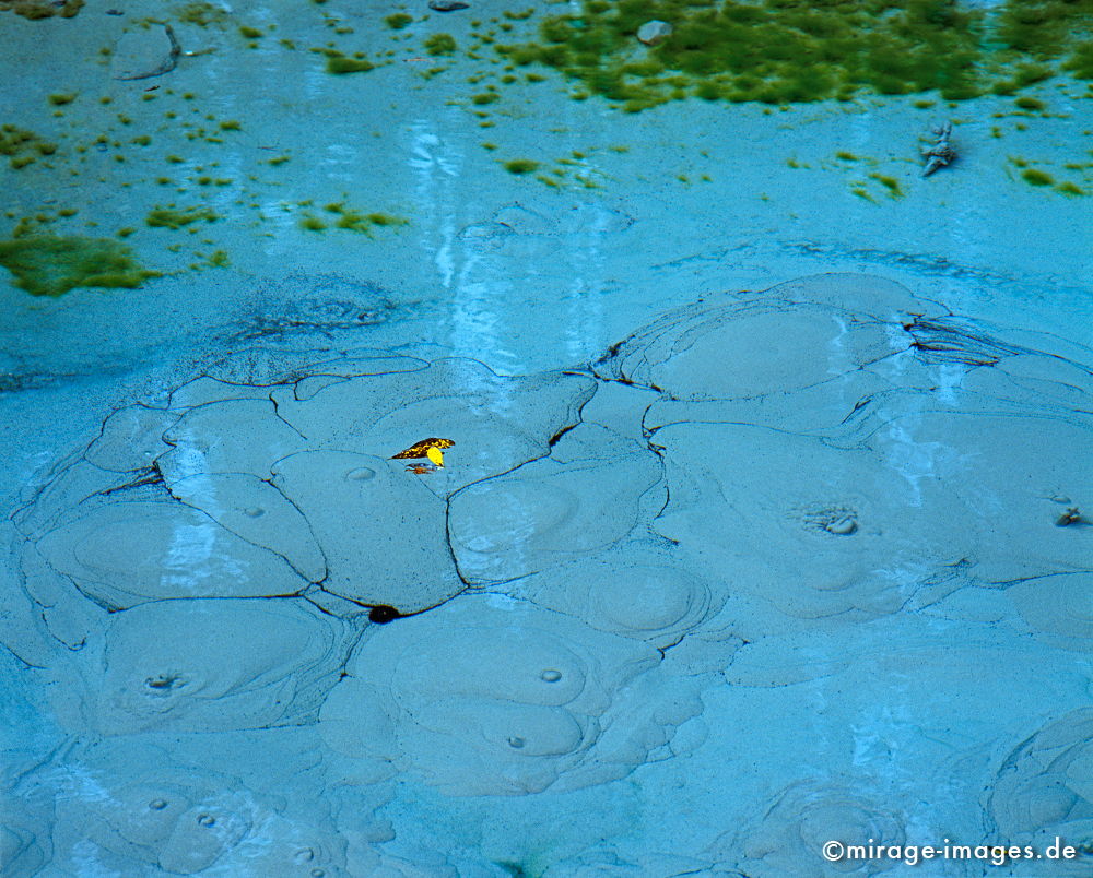 Bubble Springs
Rocky Mountains Jasper NP
Schlüsselwörter: Wasser, blau, Blatt,