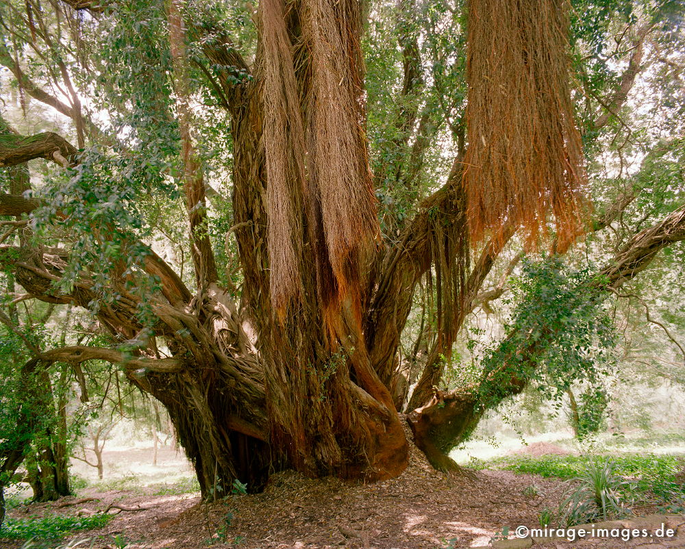 Besenbaum
Sierra de Sintra
