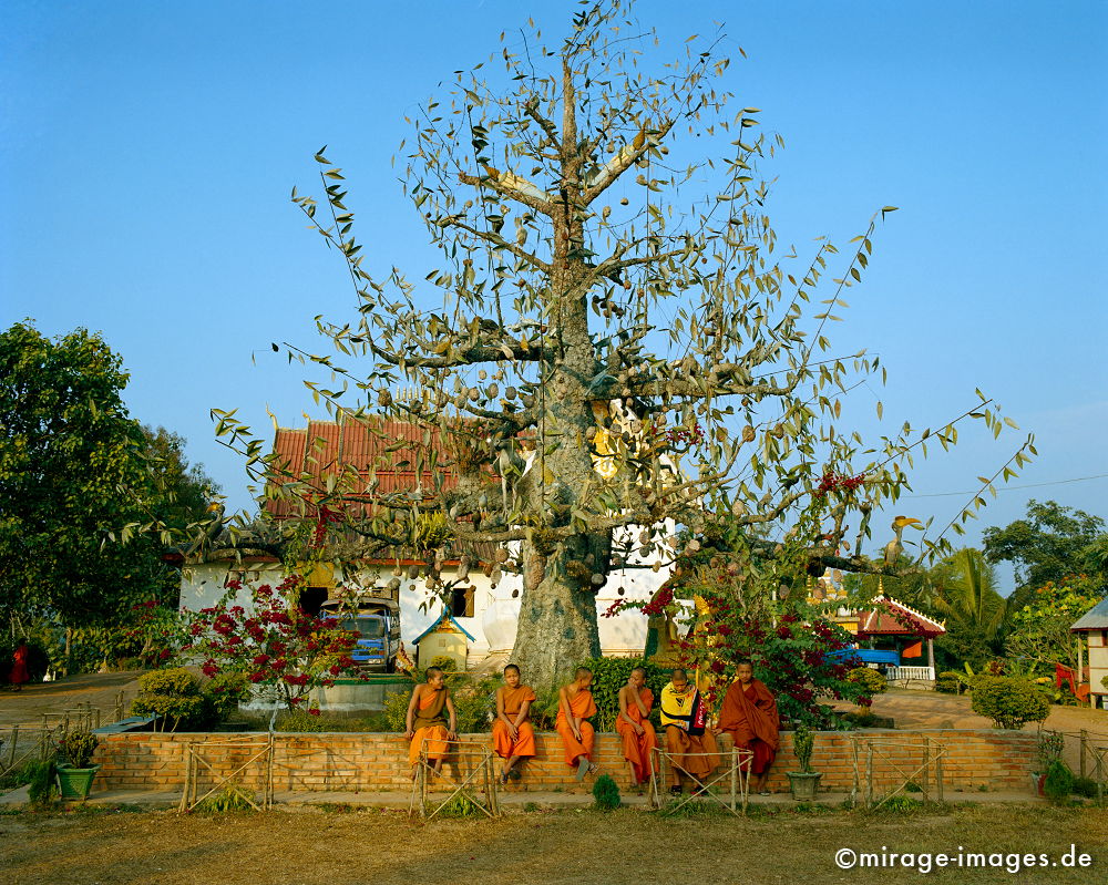 Young Monks
Oudomxay
Schlüsselwörter: Südost Asien, Reiseziel, Tourismus, Reise, Landschaft, Genuss, Kultur, aussen, draußen, Entwicklungsland, Fernreise, Mönche, Kloster, Buddhismus, Baum, Alltag, Kinder, Jugendliche, orange, Glauben, Religion, Platz,