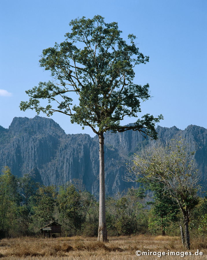 Huge Tree
Khammouane
Schlüsselwörter: trees1,