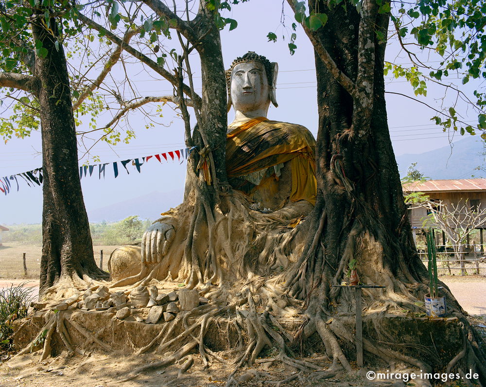 Ingrown buddha statue
Champasak
Schlüsselwörter: Verehrung, Räucherstäbchen, Opfer, meditation1, Buddhismus, Religion, Schrein, Spiritualität, Meditation, Anbetung, Ruhe, Frieden, friedlich, heilig, Baum, verwachsen, Hand, Mysterium, Vergänglichkeit, Wandel, Natur, natürlich, Bäume, Erde,