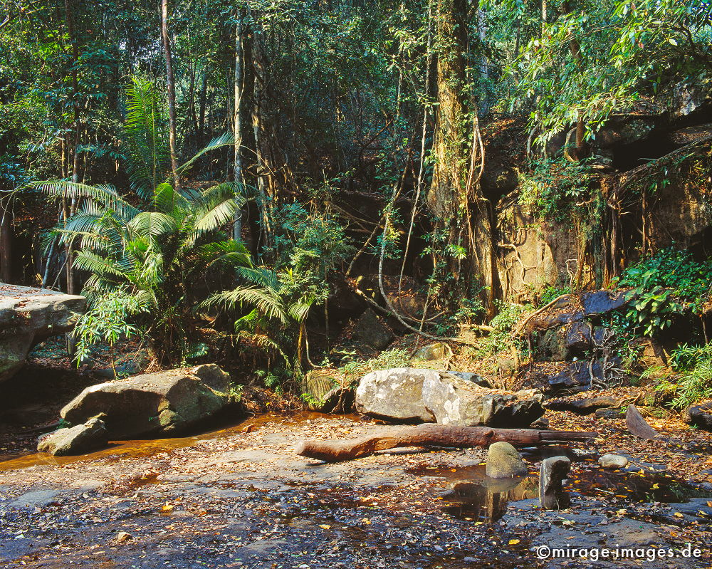 Dschungel im Flussbett der 1000 Lingas
Kulen Mountains Siem Reap
Schlüsselwörter: Südost Asien, Morgenland, Tropen, Armut, Fernreise, Reise, Kultur, Tourismus, Khmer,
