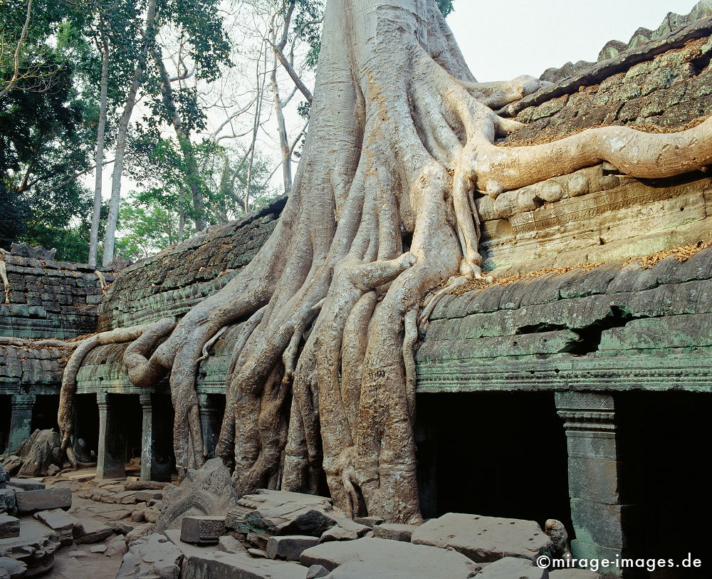 Ta Prohm
Angkor Wat
Schlüsselwörter: Baum, Dschungel, überwuchert, Khmer, Ruine, Tempel, Buddhismus, Reise, Asien, Holz, Stone, Wildnis, chaotisch, kraftvoll, Natur, Architektur, surreal, Tourismus, Reise, Frieden, friedlich, heilig, Fernreise, Vegetation,