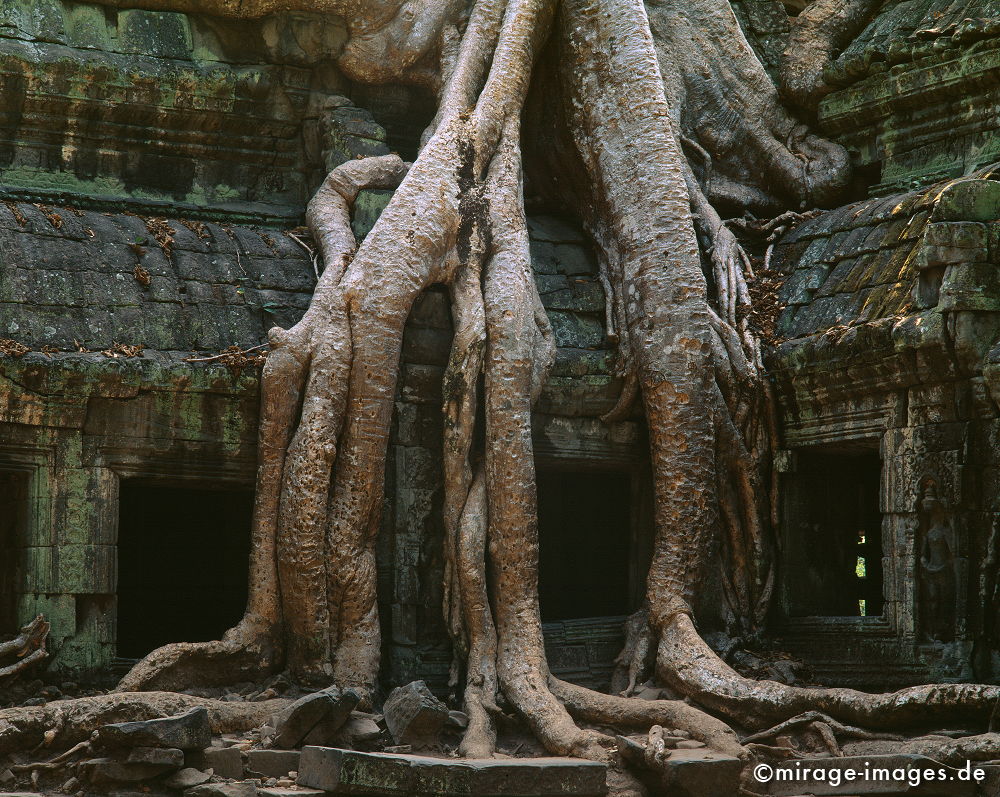 Ta Prohm
Angkor Wat
Schlüsselwörter: Baum, Dschungel, überwuchert, Khmer, Ruine, Tempel, Buddhismus, Reise, Asien, Holz, Stone, Wildnis, chaotisch, kraftvoll, Natur, Architektur, surreal, Tourismus, Reise, Frieden, friedlich, heilig, Fernreise, Vegetation,