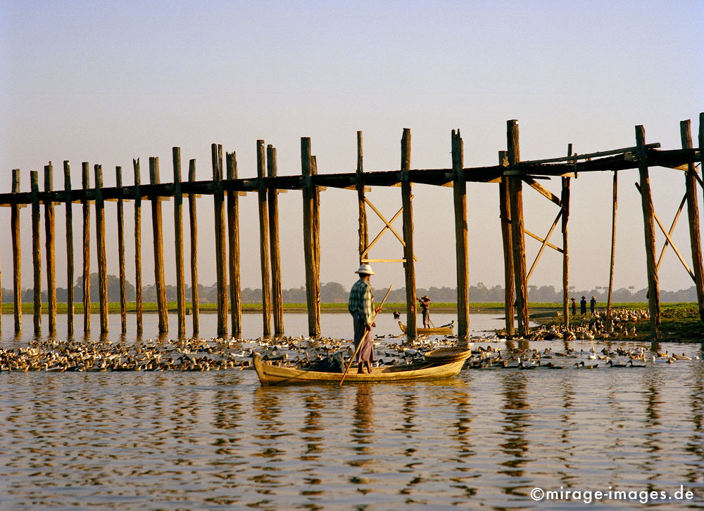 Ducks under U Bein Bridge
Madalay

