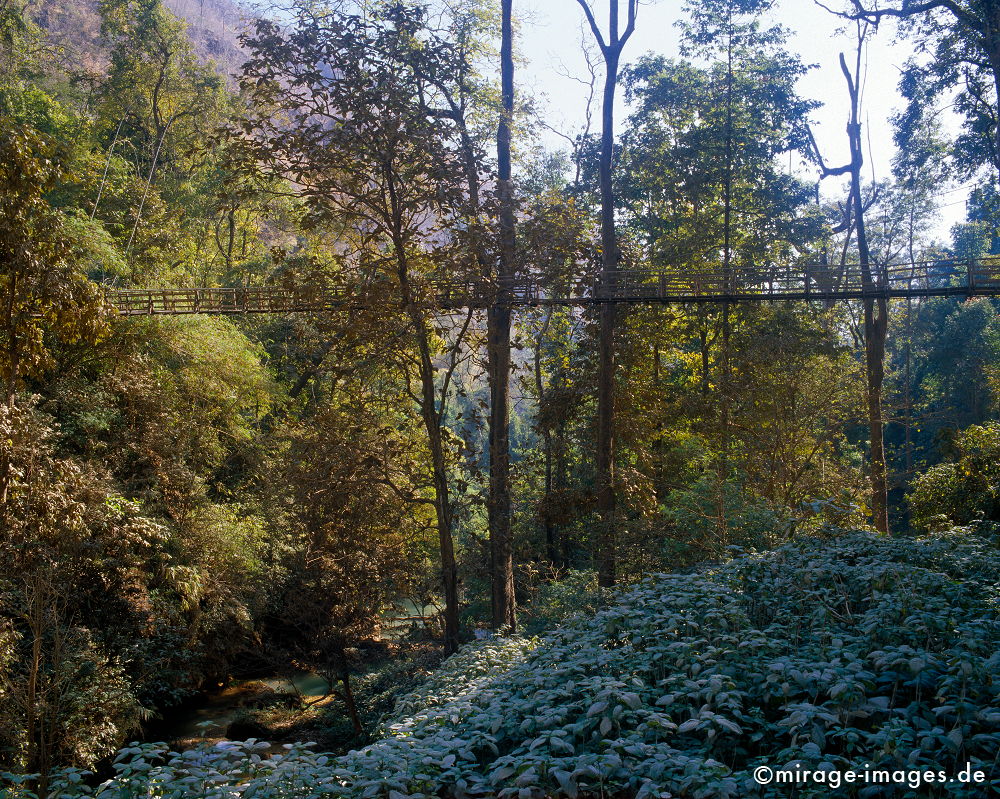 Bridge in the jungle
near Anisakan Falls Pyin U Lwin
Schlüsselwörter: Brücke, Dschungel, üppig, Vegetation, tropisch, Wildnis, Urwald, Hängebrücke,