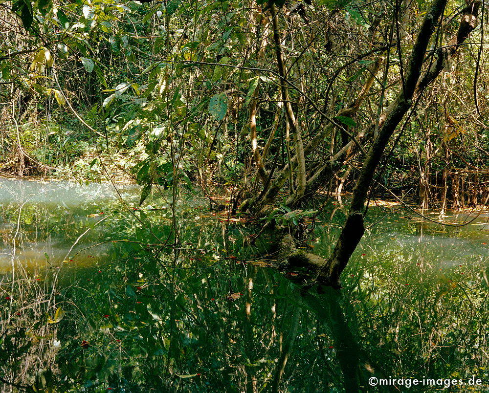 Near Tat Kuang Xi
Luang Prabang
Schlüsselwörter: Wasser, Ruhe, Natur, Wildnis, unberührt, frisch, klar, natürlich, Harmonie, authentisch, Reinheit, grün, Vegetation, Urwald, Oase, Resource, Zukunft, überbordend, üppig, Sauberkeit, Leben, zerbrechlich, empfindlich, Blätter, romantisch, idyllisch,