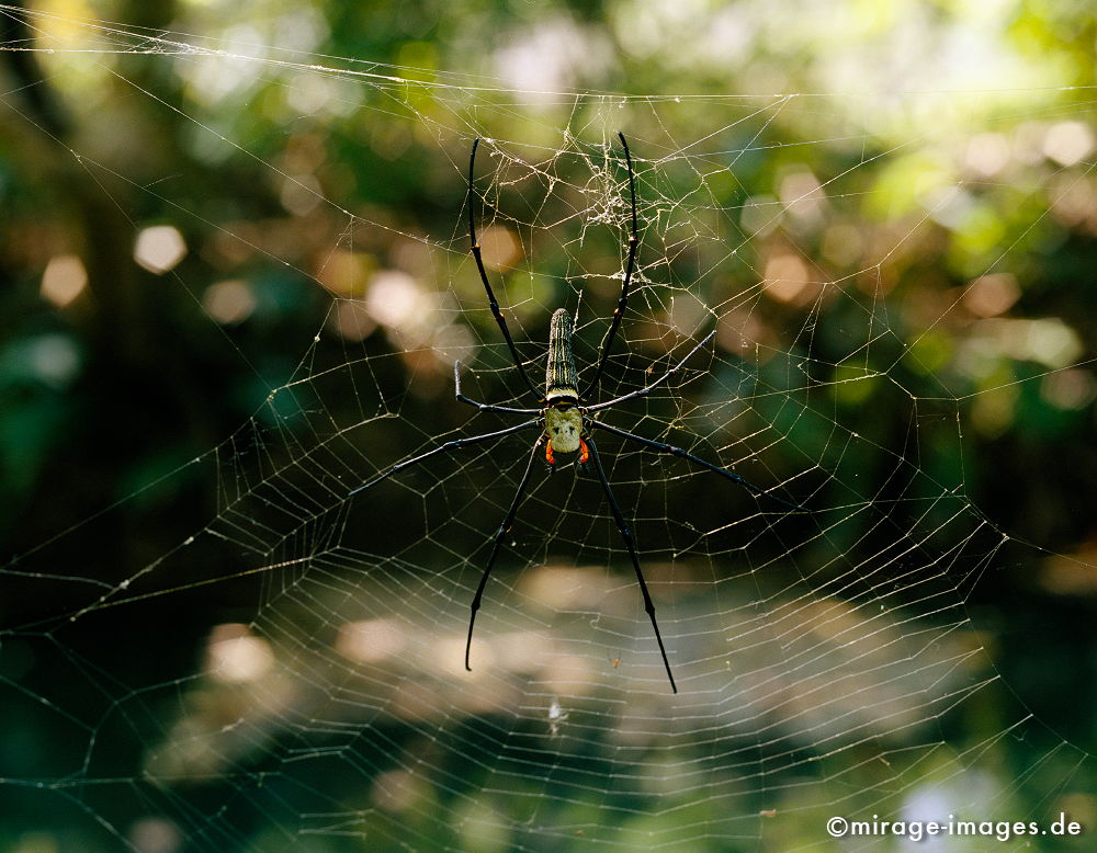 Nephila pilipes
grosse Seidenspinne
Schlüsselwörter: animals1, Wasser, Entwicklungsland, Reise, Asien, geheimnisvoll, mystisch, Landschaft, Tropen, Fernreise, Entspannung, entspannen,