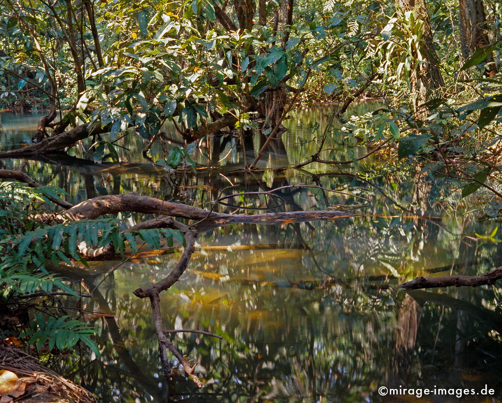 Jungle
Tat Kuang Xi
Schlüsselwörter: Dschungel, Sumpf, Tropen, tropisch, Wasser, Fluss, Ruhe, Natur, Landschaft, Asien, Reise, Pflanzen, Unterwasser, klar, rein, grün, Ökologie, üppig, Vegetation, Urwald, Fernreise, Wildnis, unberührt, frisch, natürlich, Harmonie, authentisch, Reinheit