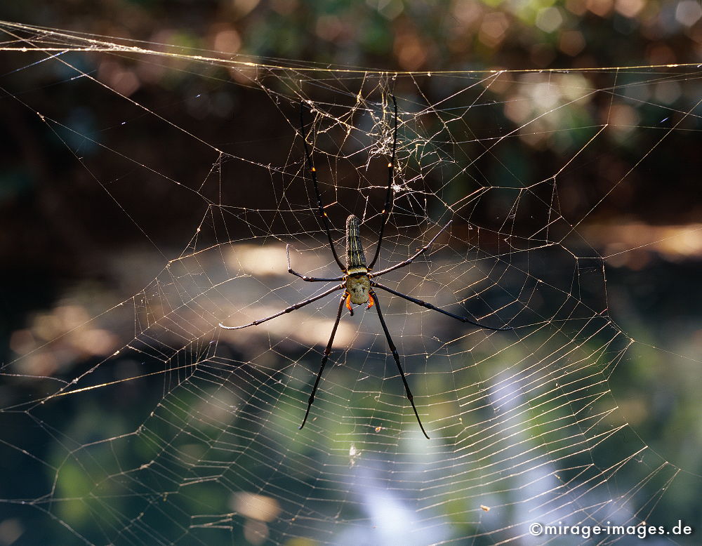 Nephila pilipes
große Seidenspinne
Schlüsselwörter: animals1, Spinne, gross, Dschungel, Tropen, tropisch, Tier, Insekt, gefährlich, Spinnennetz, farbig, bunt, haarig, Ekel, faszinierend, Faszination, Angst, Horror, Grusel,