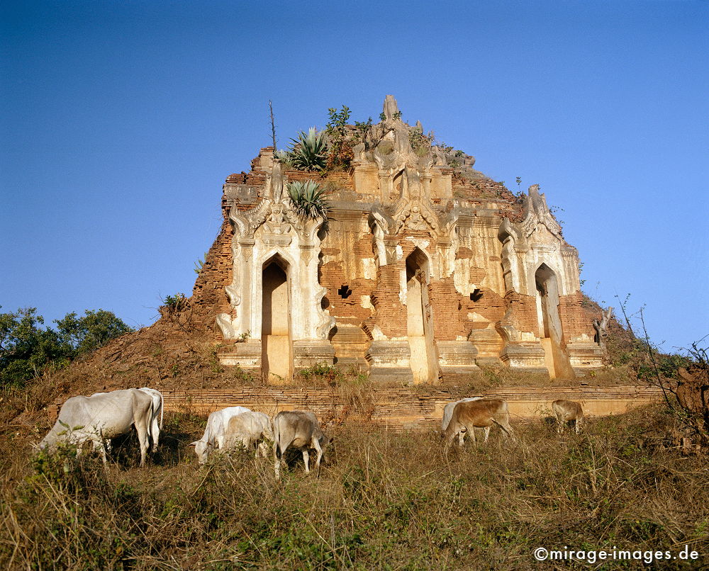 Shwe Inn Thein
Inle Lake
Schlüsselwörter: Stein, Heiligtum, Tempel, Kraft, Meditation, Buddhismus, Religion, Spiritualität, Anbetung, Ruhe, zeitlos, Architektur, Schönheit, Ruhe, Frieden, friedlich, heilig, Ruine, Verfall, Natur, Entspannung, entspannen, Kontemplation, Liebe, Kuh, Kühe, Birma,