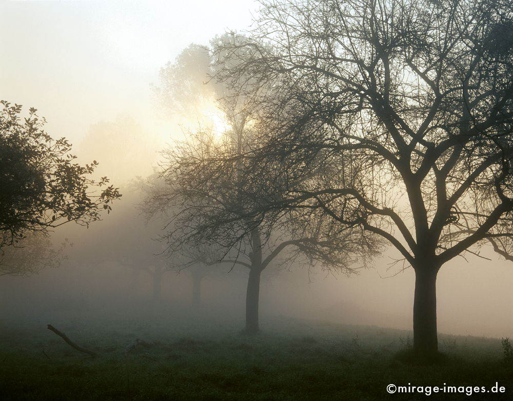 Morgensonne
Rheinstieg Bad Hönningen Andernach
Schlüsselwörter: Germany1, Nebel, Wiese, Tagesanbruch, feucht, naß, kalt, Herbst,