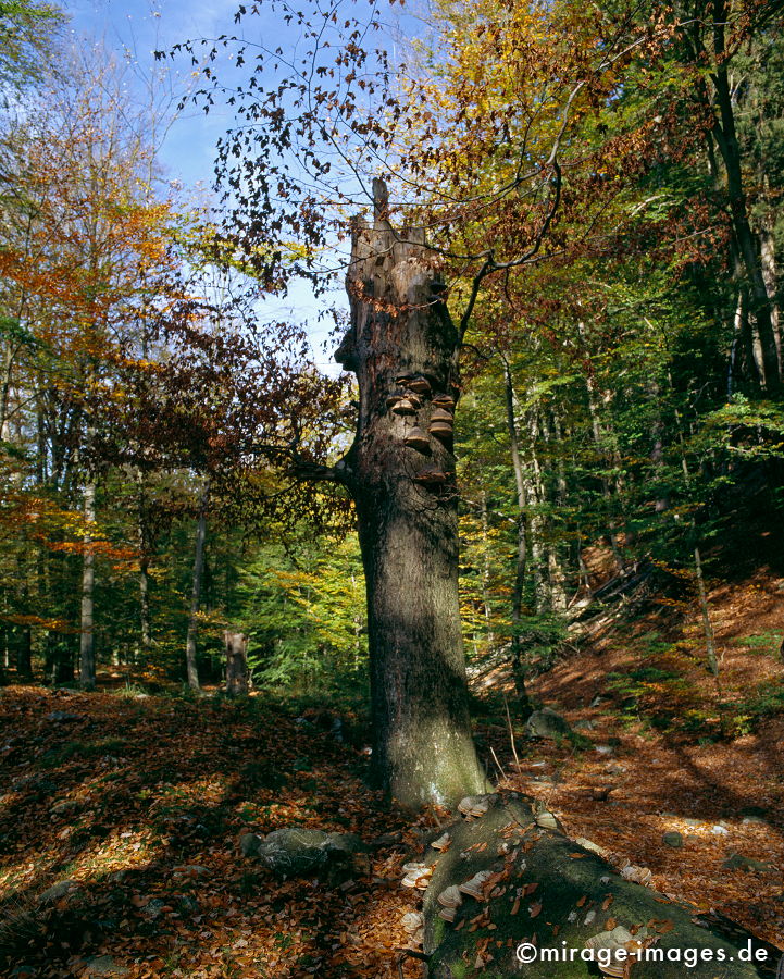 Herbstwald
Hohes Venn Haute Fagnes
Schlüsselwörter: trees1, autumn1, Baum, Herbst, Laub, feucht, humide,