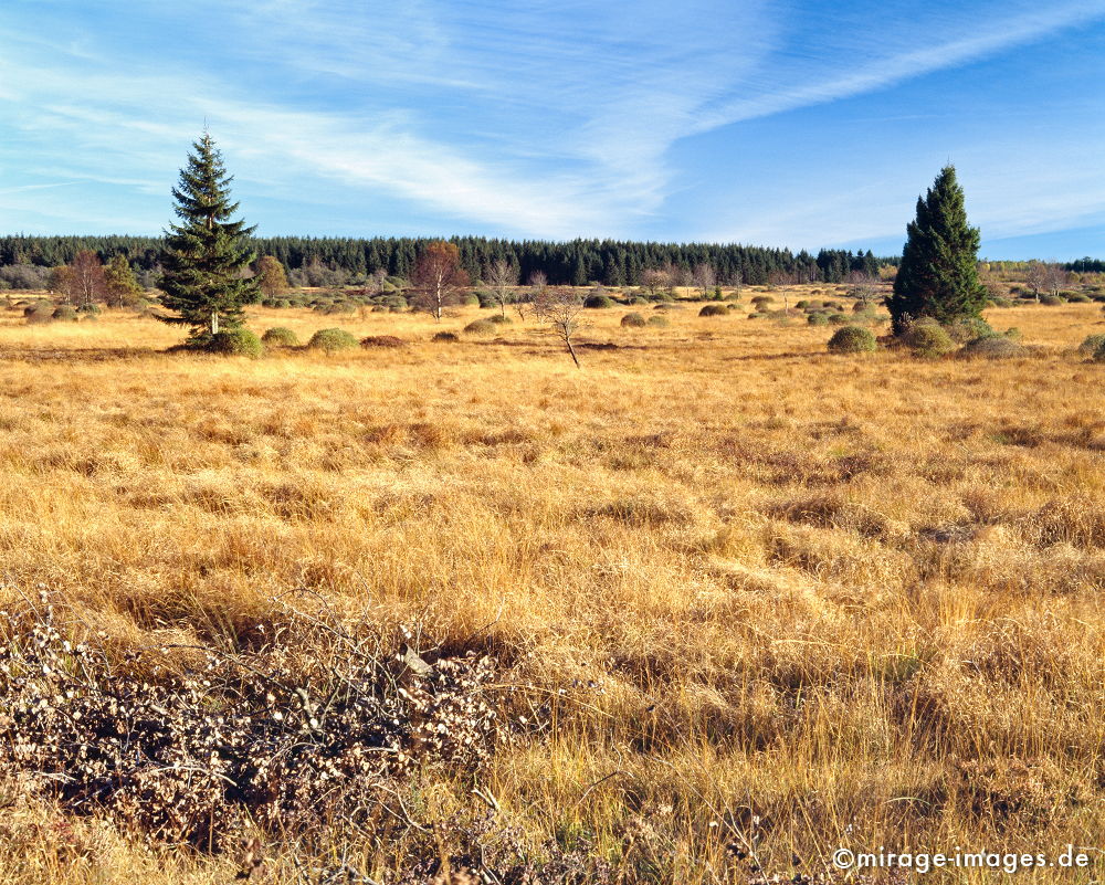 Moor
Hohes Venn Haute Fagnes
Schlüsselwörter: autumn1