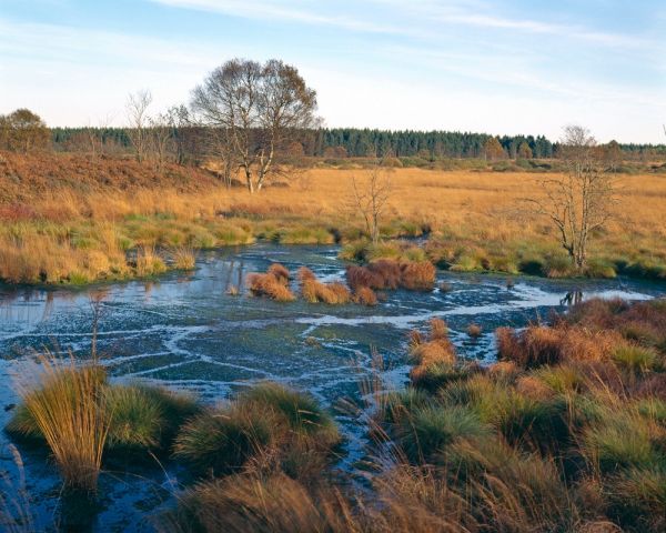 Moor
Hohes Venn Haute Fagnes
Schlüsselwörter: Sumpf Wasser Feuchtbiotop Ökologie Wasser Herbst warm
