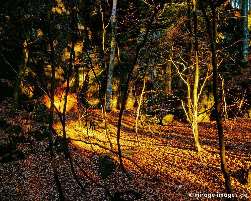 Herbst
Nationalpark Bayrischer Wald
Schlüsselwörter: Germany1, Herbst,