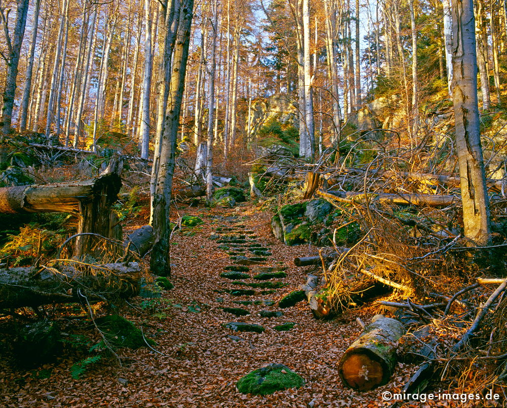Wald
Nationalpark Bayrischer Wald
Schlüsselwörter: Germany1, Herbst,