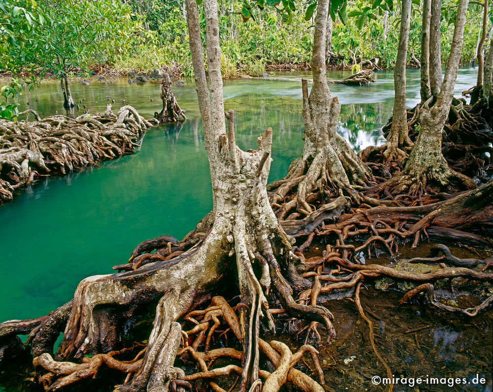 Mangrove
Tha Pom Krabi
Schlüsselwörter: plants1, türkis, Wasser, Romantik, romantisch, Idylle, Einsamkeit, Ruhe, Sonne, Wärme, warm, Dschungel, grün, Vegetation, üppig, Flora, Pflanzen, Botanik, Paradies, paradiesisch, schön, wunderschön, Klima, feucht, Naturschutz, geschützt, Ökologie,