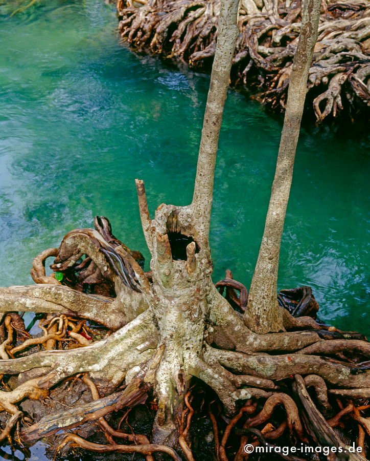 Mangrove
Tha Pom Krabi
Schlüsselwörter: plants1, türkis, Wasser, Romantik, romantisch, Idylle, Einsamkeit, Ruhe, Sonne, Wärme, warm, Dschungel, grün, Vegetation, üppig, Flora, Pflanzen, Botanik, Paradies, paradiesisch, schön, wunderschön, Klima, feucht, Naturschutz, geschützt, Ökologie,