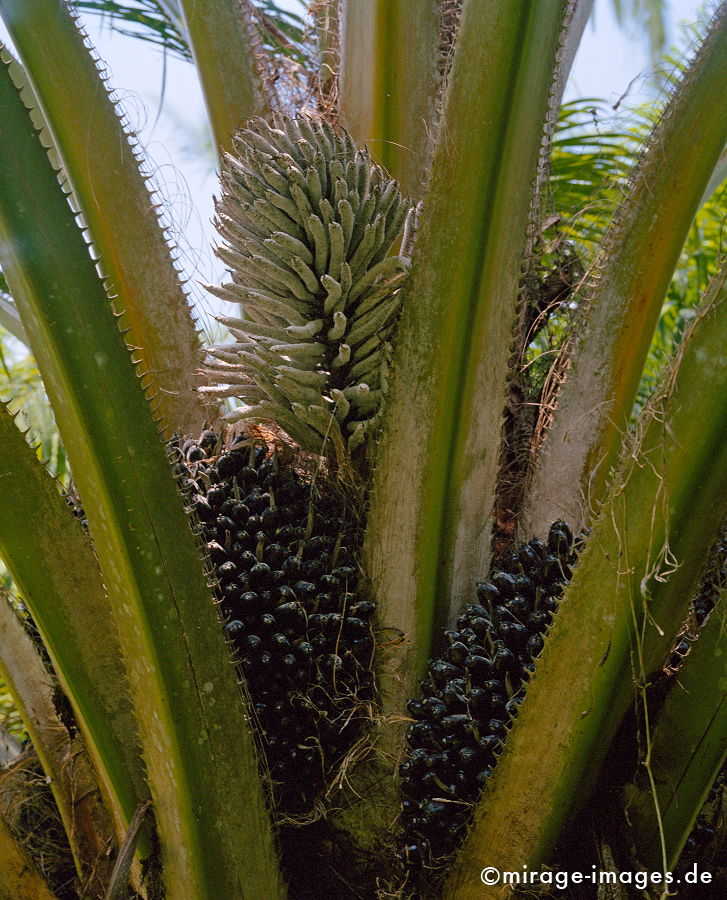Oil palm
Krabi
Schlüsselwörter: plants1, Treibstoff, Sprit, Ökologie, Pflanze, Benzin, Öl,