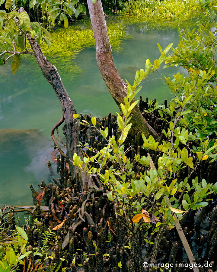 Mangrove
Tha Pom Krabi
Schlüsselwörter: plants1, türkis, Wasser, Romantik, romantisch, Idylle, Einsamkeit, Ruhe, Sonne, Wärme, warm, Dschungel, grün, Vegetation, üppig, Flora, Pflanzen, Botanik, Paradies, paradiesisch, schön, wunderschön, Klima, feucht, Naturschutz, geschützt, Ökologie,