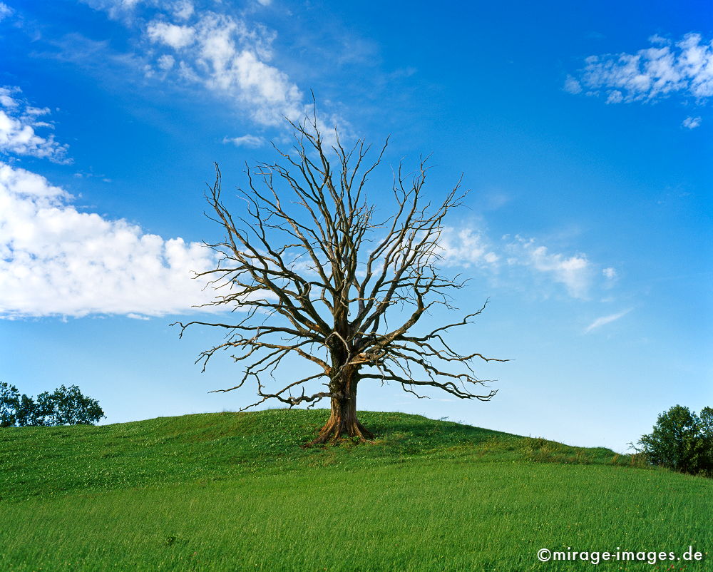 Dead Tree
Bad Tölz-Wolfratshausen Bayern
Schlüsselwörter: trees1, Stille, Ruhe, Natur, Landschaft, Sonne, Frieden, friedlich, Seele, romantisch, idyllisch, Vegetation, verweilen, grün, Felder, Landwirtschaft,