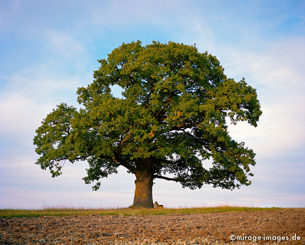 Gerichtseiche
Breune Hessen
Schlüsselwörter: trees1, Stille, Ruhe, Natur, Landschaft, Sonne, Frieden, friedlich, Seele, romantisch, idyllisch, Vegetation, verweilen, grün, Felder, Landwirtschaft,