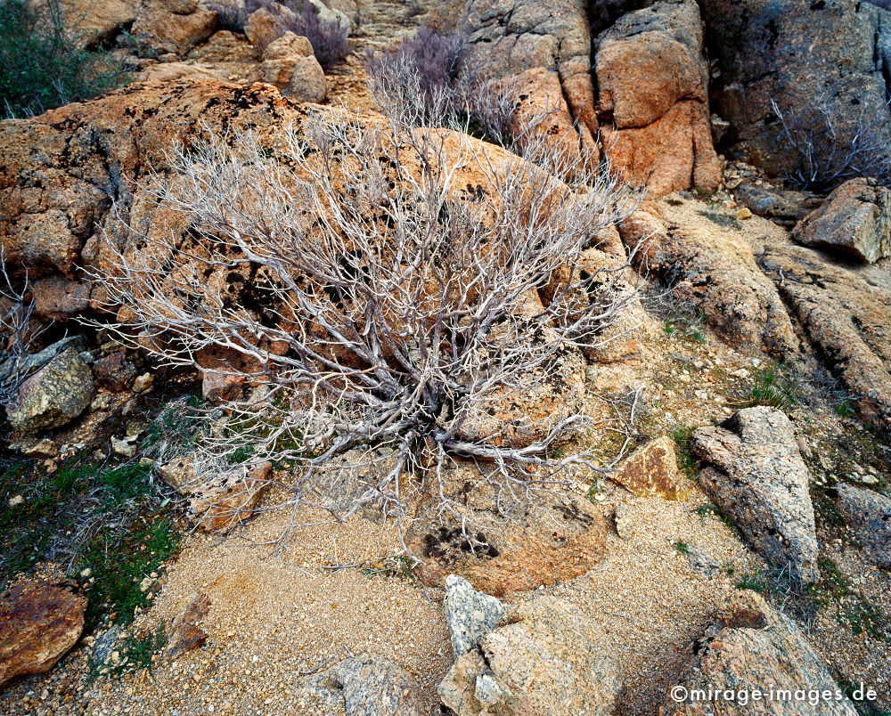 Lagoa Comprida
Serra da Estrela
Schlüsselwörter: plants1, Felsen, romantisch, lebendig, unwegsam, Stille, ursprünglich, zerbrechlich, fragil, sensibel, Magie, Geheimnis, Steine, rot, gelb, silber, grau, vertrocknet, trocken, überleben, Vegetation,