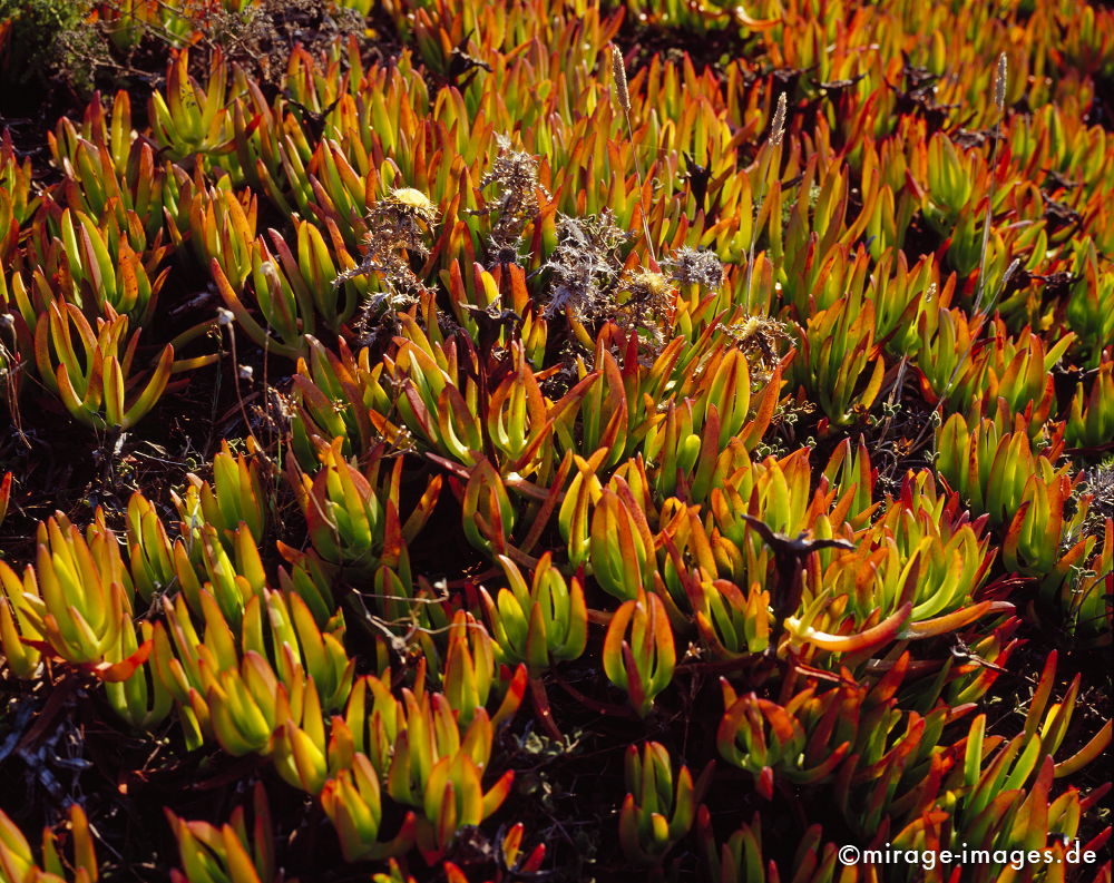 Hottentottenfeige
Praya da Ursa
Schlüsselwörter: plants1, Sukkulent, Pflanze, Wasserspeicher, robust, anspruchslos, grün, rot, Abendlicht, leuchtend, fleischig, Saft,