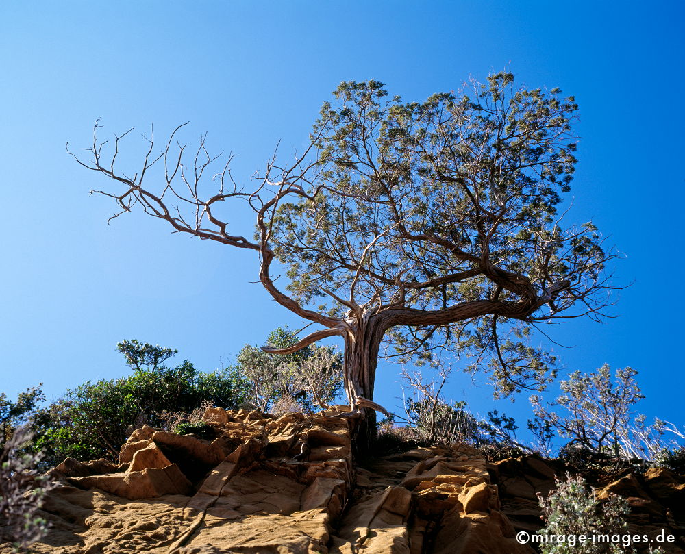 vom Winde zerzaust
Maremma Kste Toskana
Schlüsselwörter: mediterran, trees1, Kiefer, knorrig, Himmel, blau, urwchsig, Sonne, Felsen, Kste, Vegetation, Skulptur, Natur, Wachstum, Wind, romantisch, idyllisch, Baum, Idylle, wild,