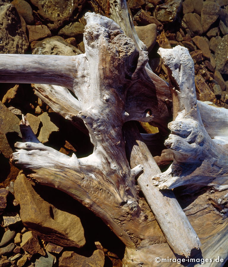 Silver wood
Cala Violina Toskana
Schlüsselwörter: abgestorben, tod, Holz, Natur, natürlich, ausgewaschen, Baum, Bäume, Vergänglichkeit, Struktur, hart, Wasser, gebleicht, bleichen, silber, grau, Glanz, glänzend, Wurzel, verwittert, glatt, weich, poliert,