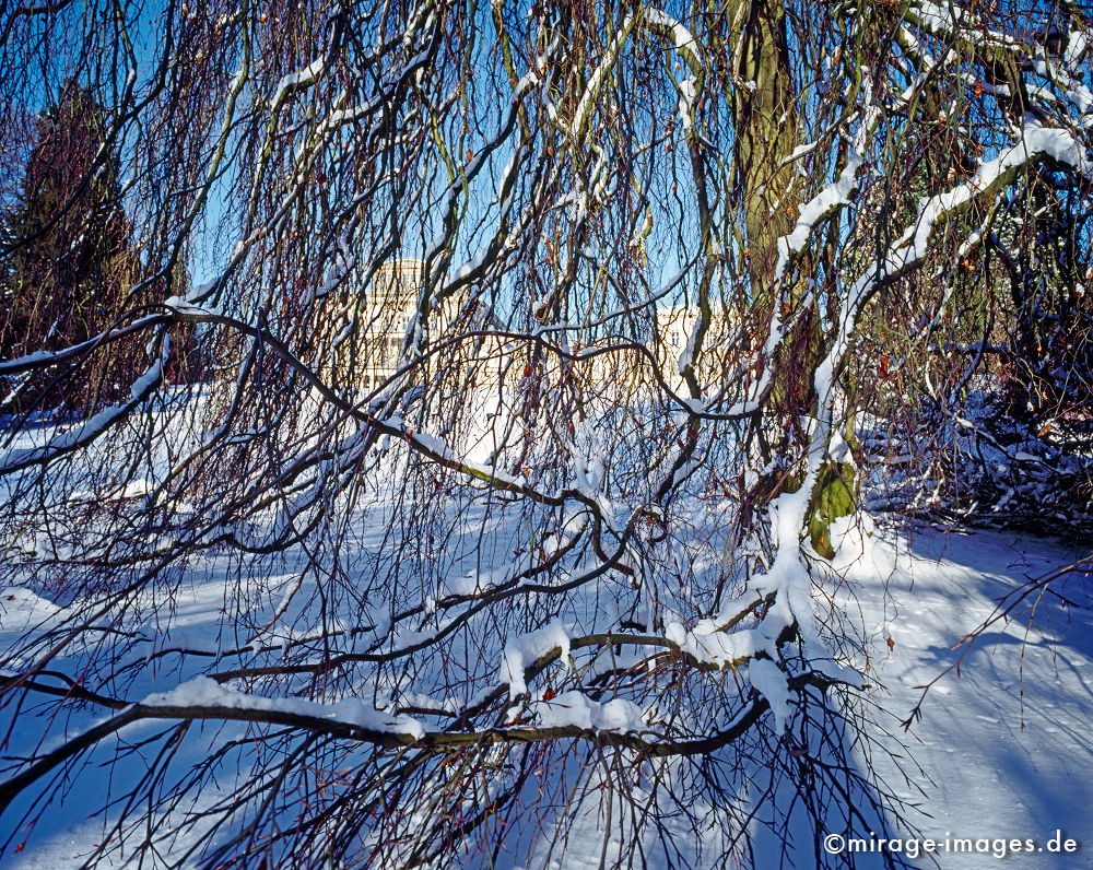 Trauerbuche
Villa Hügel
Schlüsselwörter: trees1, Winter, Eis, Schnee, Kälte, kalt, blau, Frost,