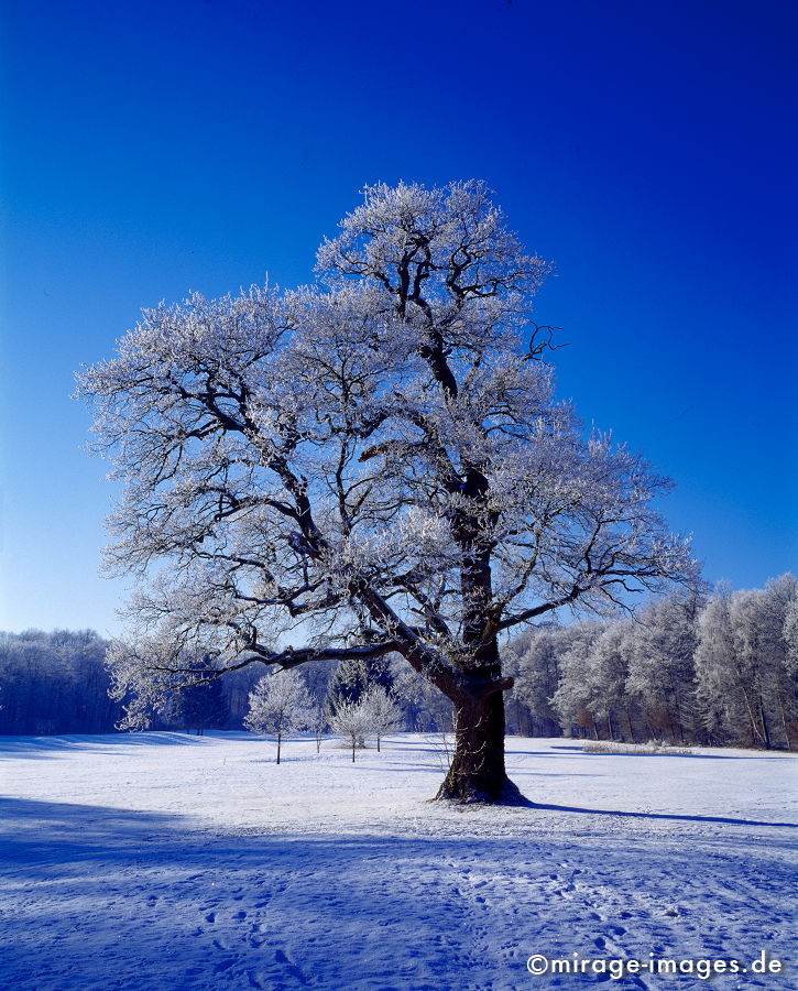 Old Oak
Steinfurt
Schlüsselwörter: trees1, Winter, Eis, Schnee, Kälte, kalt, blau, Frost, trees1