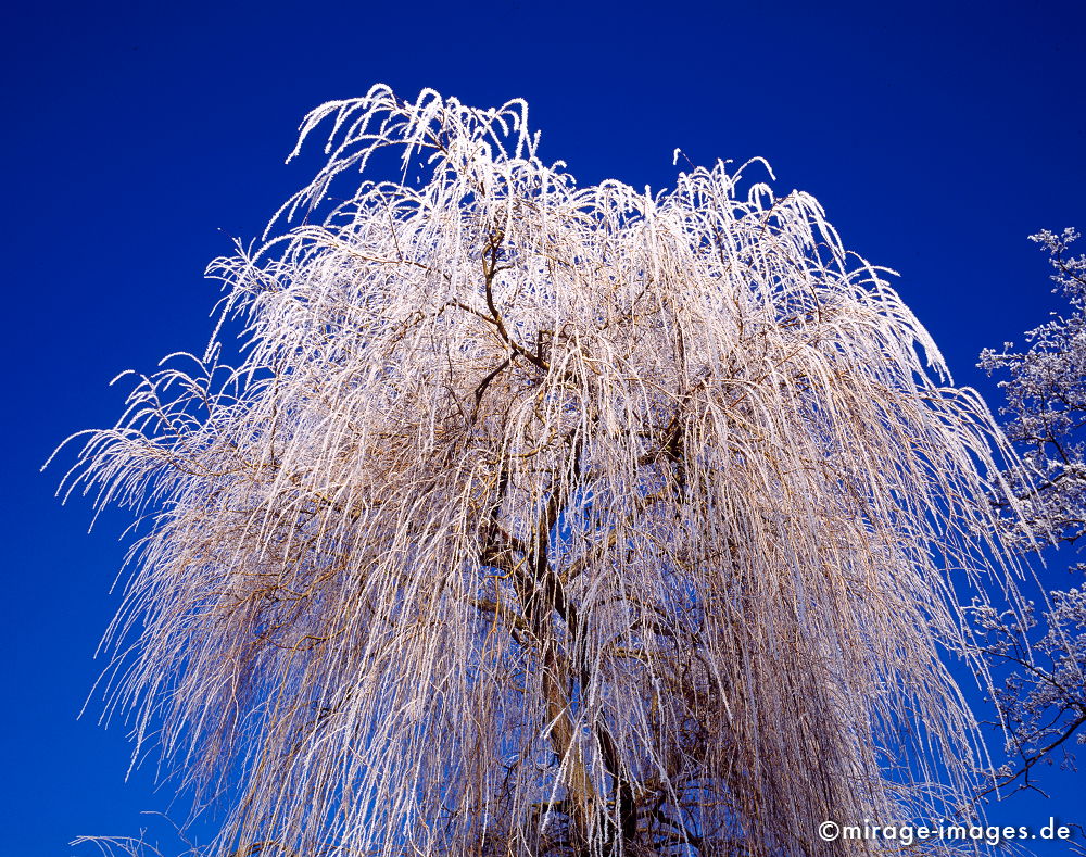 Winter 2009
Steinfurt
Schlüsselwörter: trees1, Winter, Eis, Schnee, Kälte, kalt, blau, Frost,