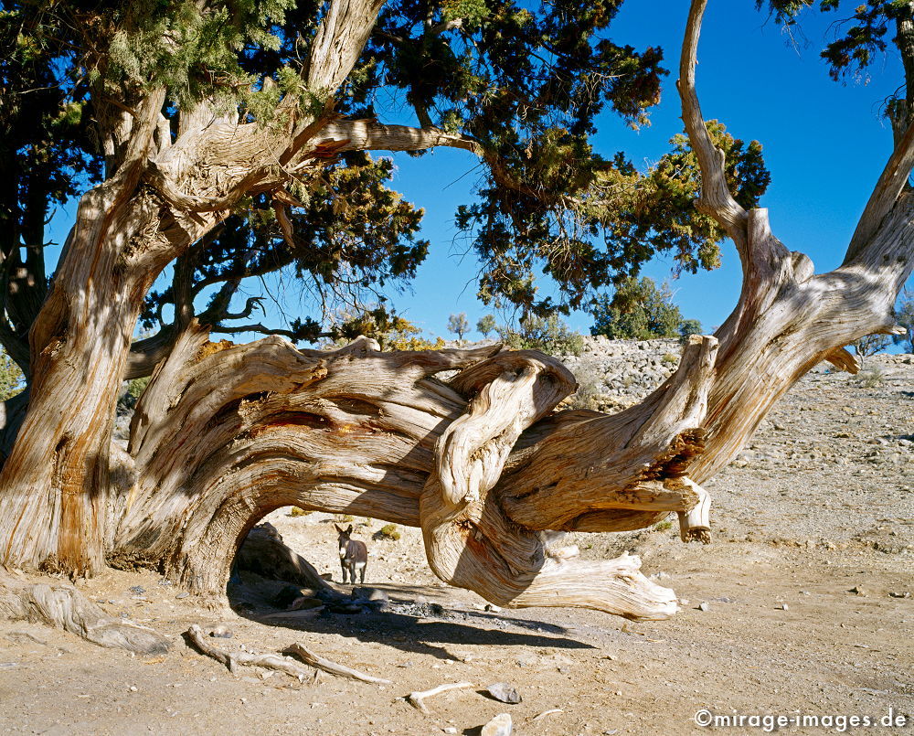 Old Juniper and a young donkey
Sayq Plateau
Schlüsselwörter: trees1, Einsamkeit, einsam, schroff, ruhig, Sonne, süss, sonnig, friedlich, Frieden, Ruhe, Stille, schön, Schönheit, spektakulär, schroff, rauh, unberührt, ursprünglich, überleben, Tier, Baum, knorrig, Holz, alt, Himmel, blau, trees1, Fauna, Flora,