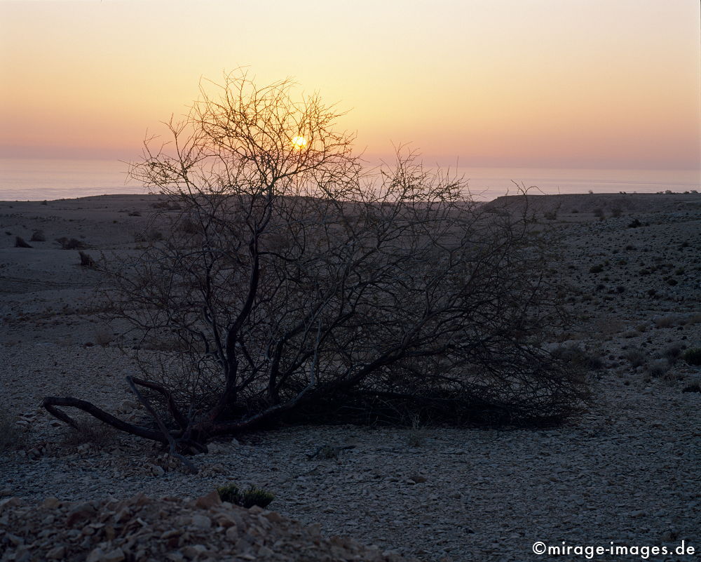 Salmah Plateau
Eastern Hajar
Schlüsselwörter: Stein, Berg, Felsen, Einsamkeit, einsam, schroff, ruhig, friedlich, Frieden, Ruhe, Stille, Schönheit, spektakulär, Plateau, rauh, unberührt, ursprünglich, überleben, Dämmerung, Sonnenuntergang, rot, weich, Leere, Karst, Gebirge, Ödland, abgeschiede